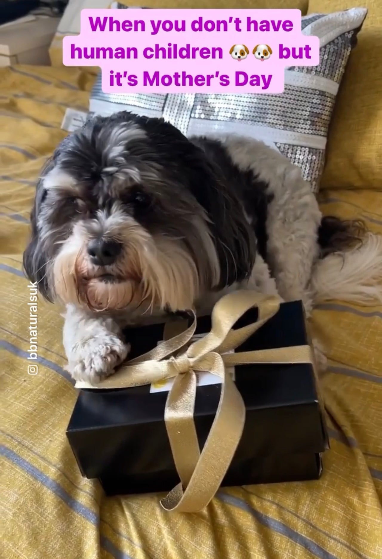 Mothering: When Your 'Children' Aren't the Human Kind